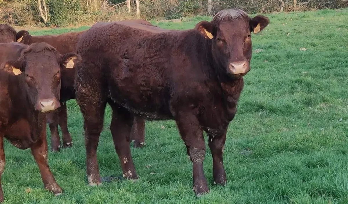 Irish Salers Cattle Society October Sale - Image 2