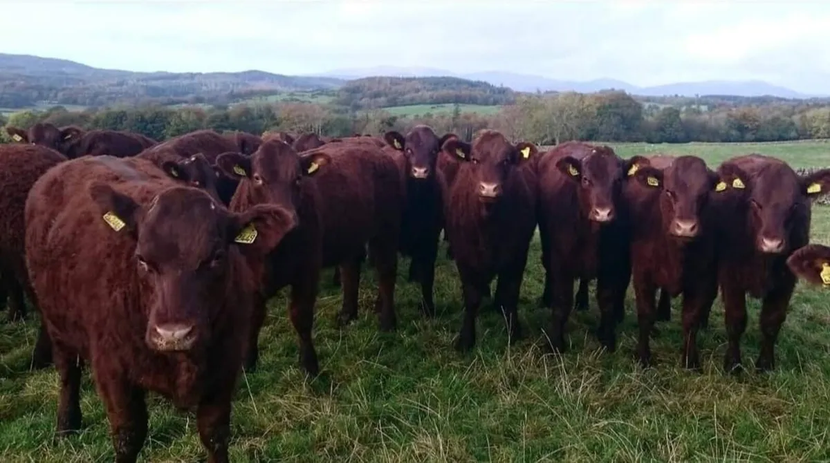 Irish Salers Cattle Society October Sale - Image 1