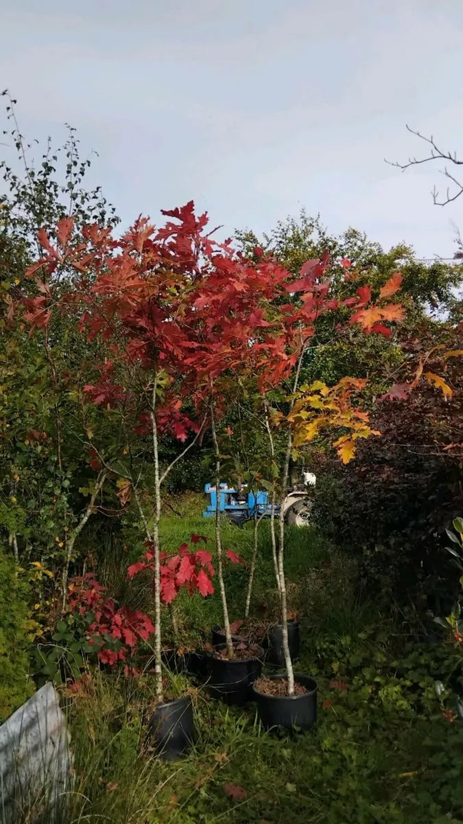 Trees - Image 1