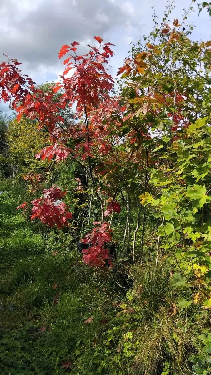 Trees - Image 2