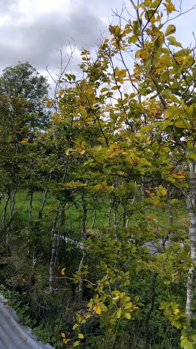 Trees - Image 3