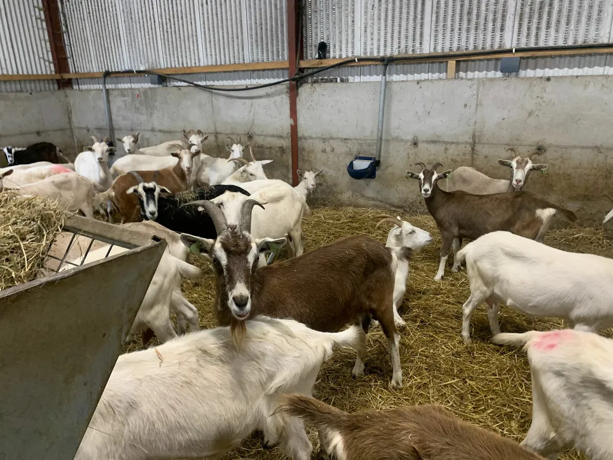 Dairy Goats