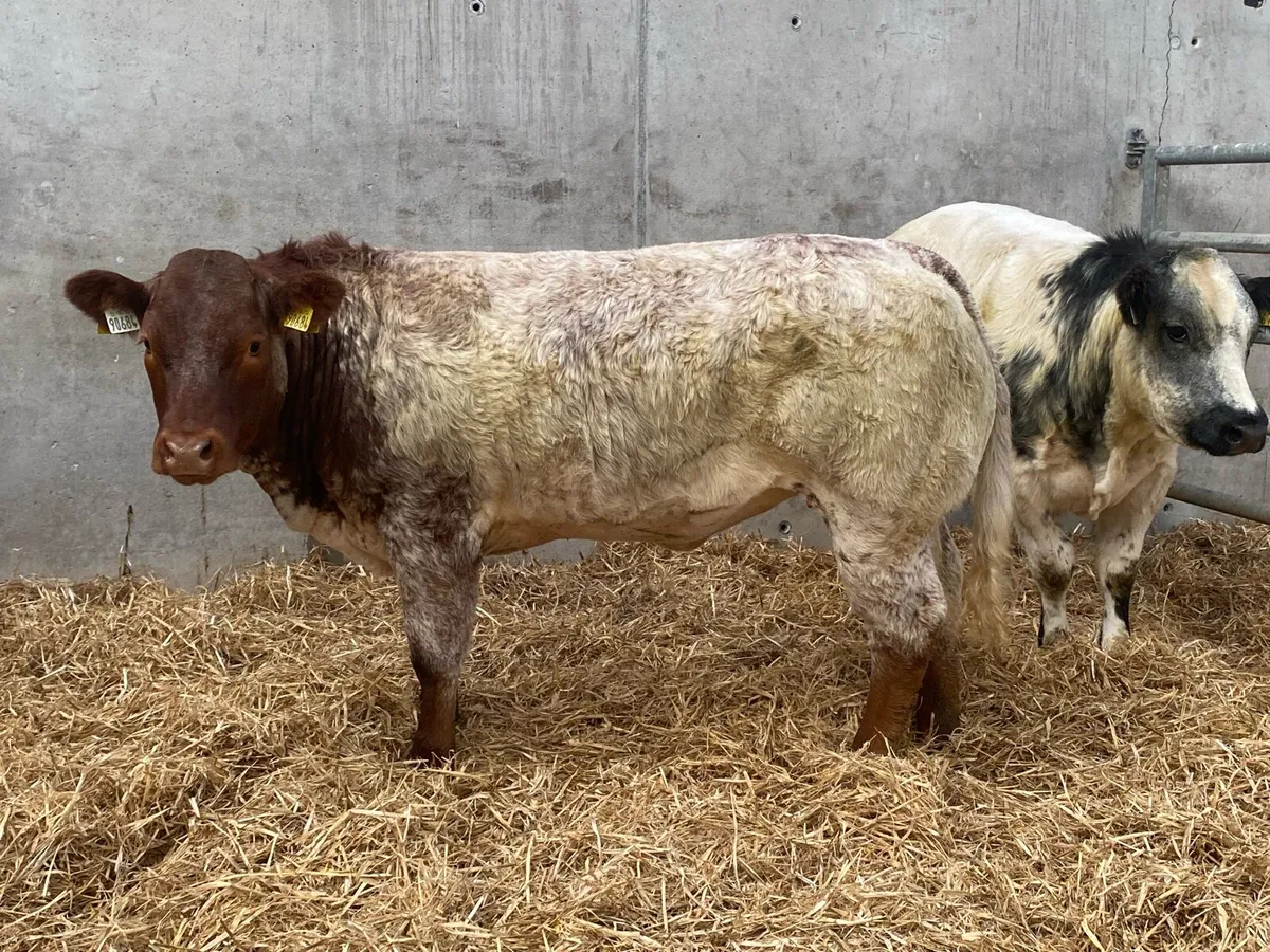 Weanling Heifers For Balla - Image 1