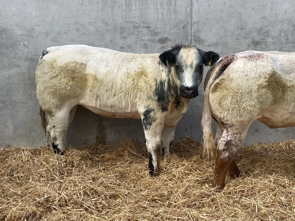 Weanling Heifers For Balla - Image 2