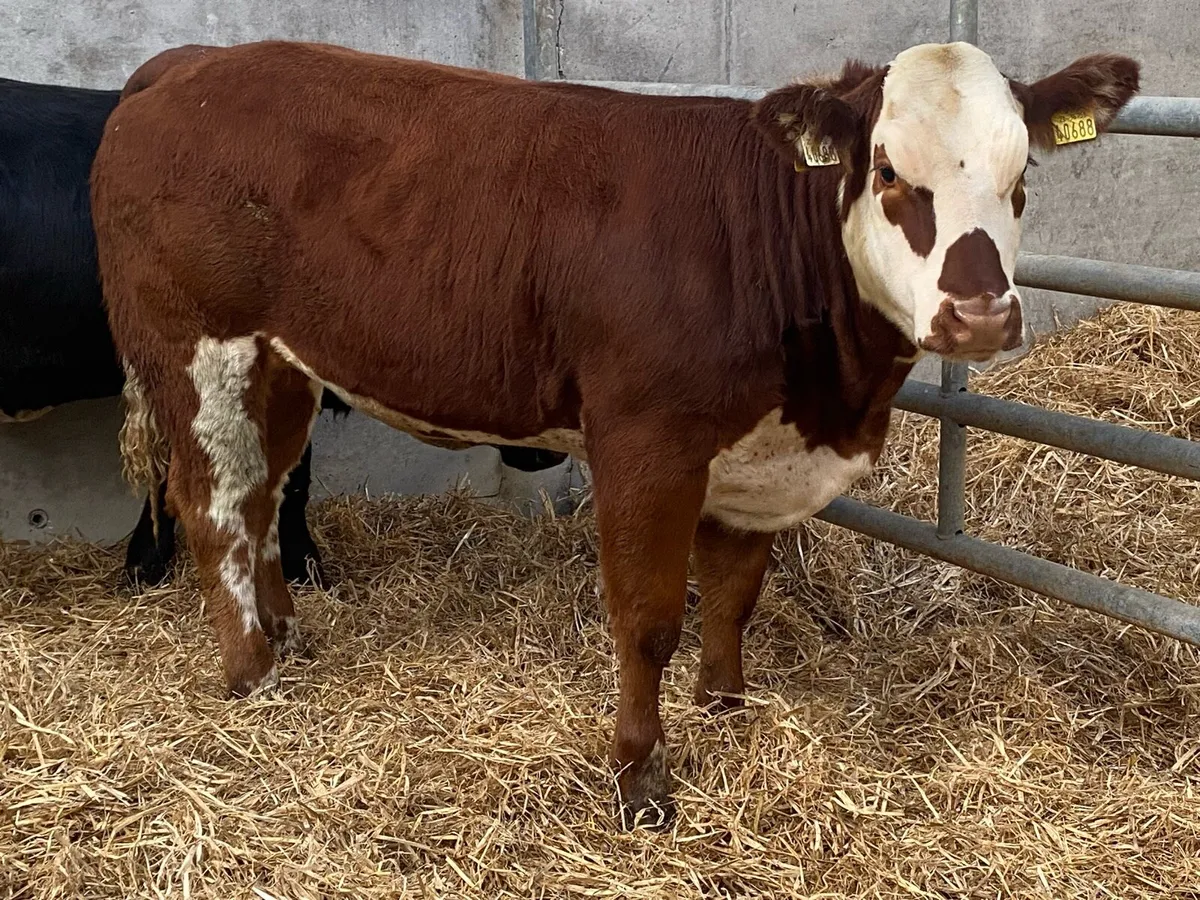 Weanling Heifers For Balla - Image 3