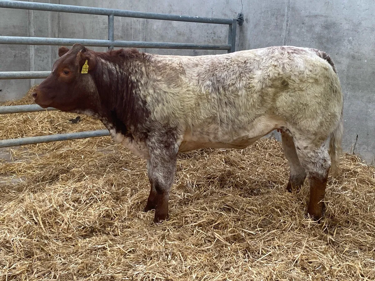 Weanling Heifers For Balla - Image 4