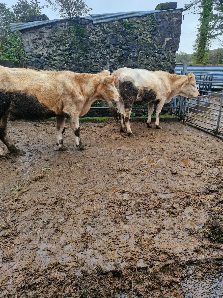 Cattle - Image 1