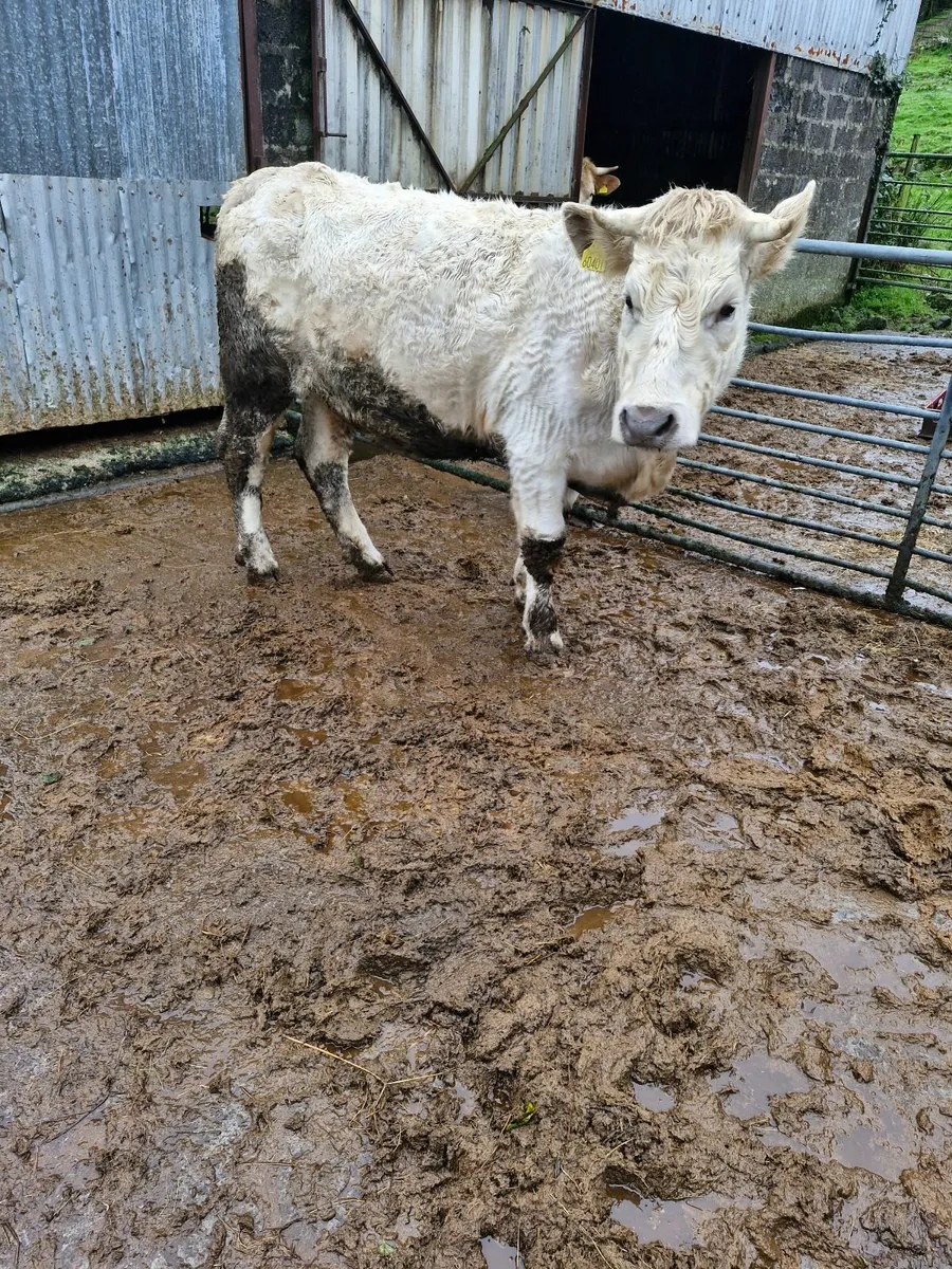Cattle - Image 2