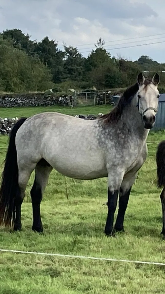 Dun Connemara Mare & Colt Foal for Sale - Image 2