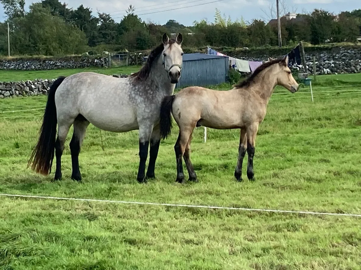 Dun Connemara Mare & Colt Foal for Sale - Image 1