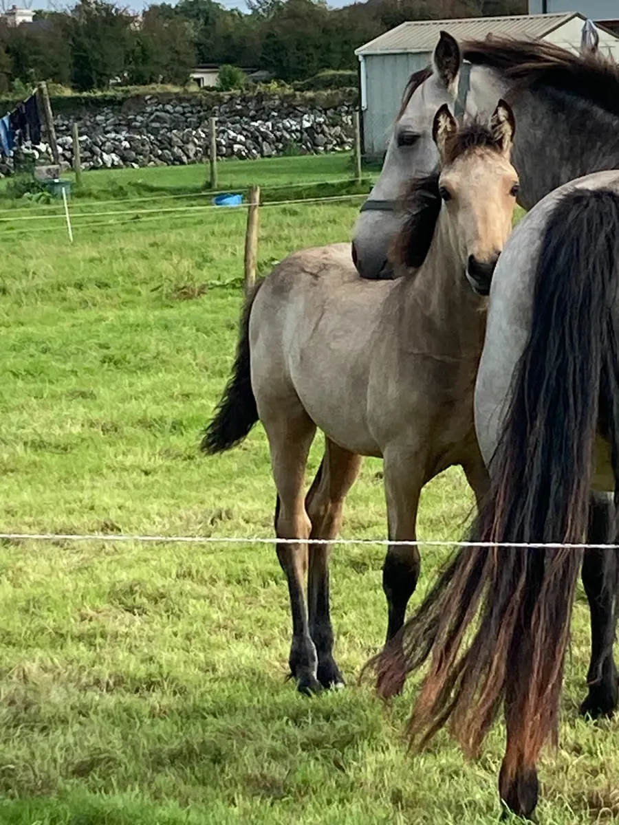 Dun Connemara Mare & Colt Foal for Sale - Image 3