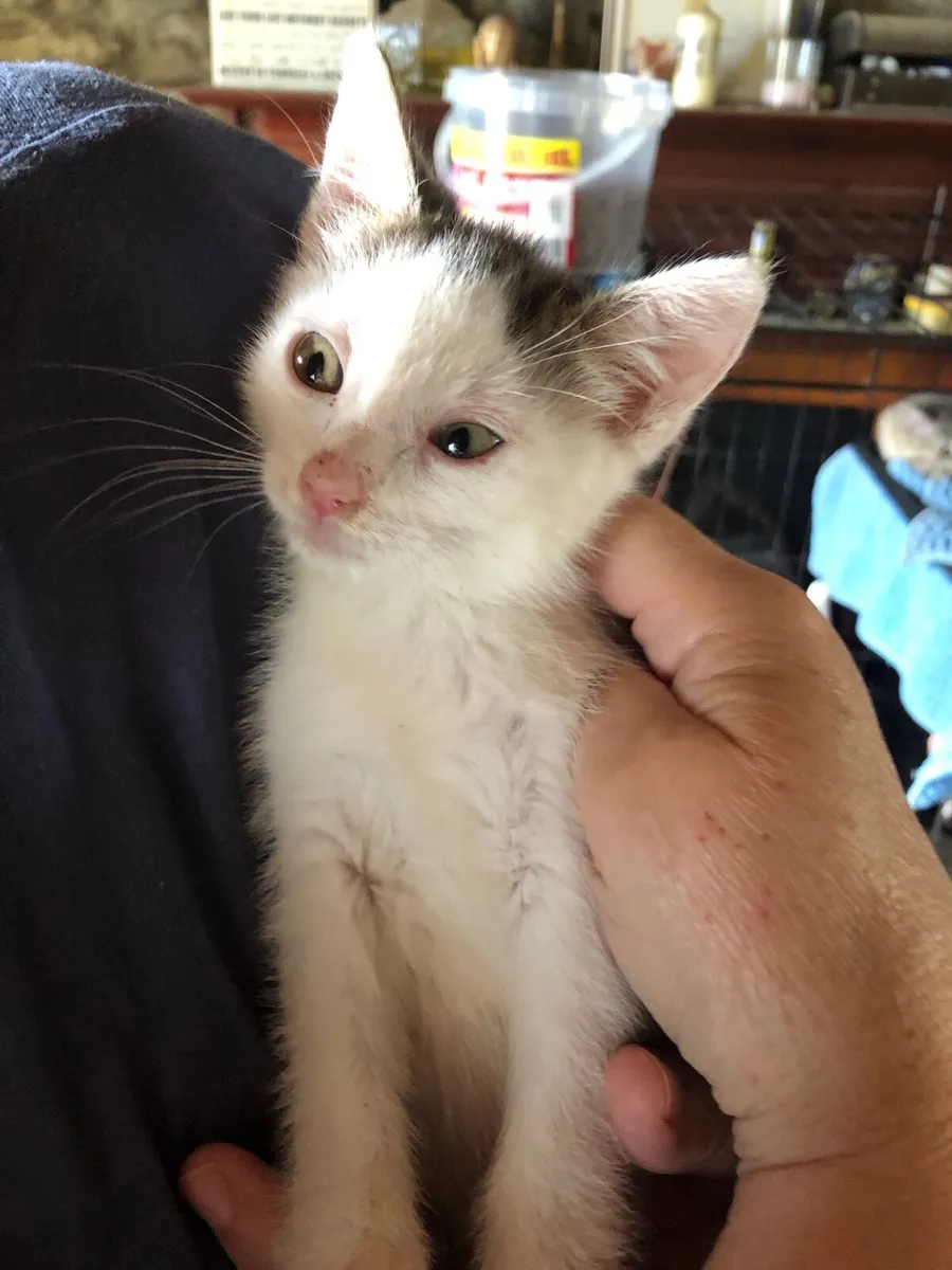 Kittens good with children - Image 3
