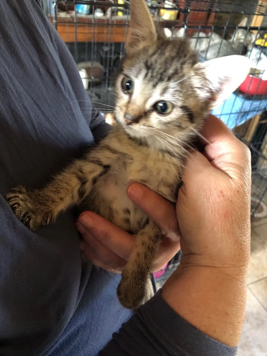 Kittens good with children - Image 4
