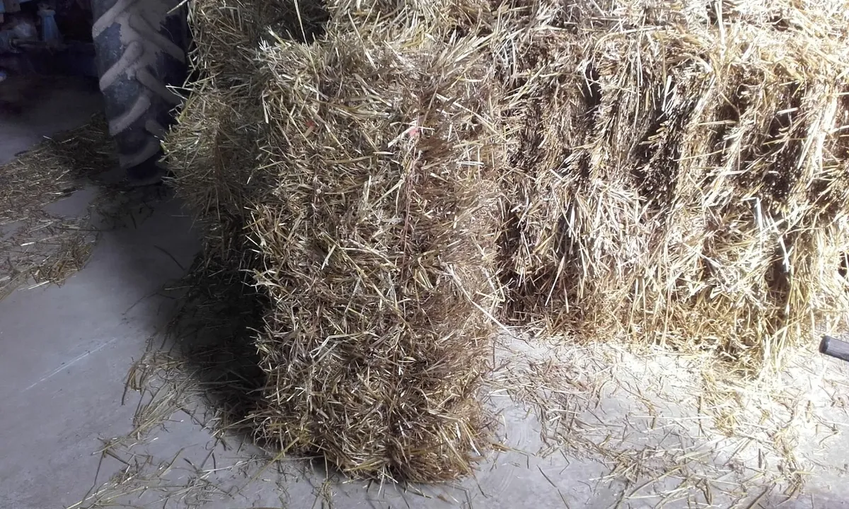 Small Square Hay and straw bales for Sale