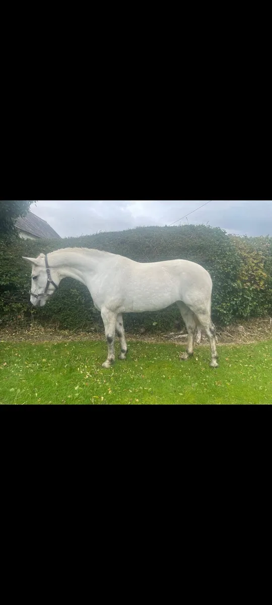 Connemara 4yr Filly - Image 2