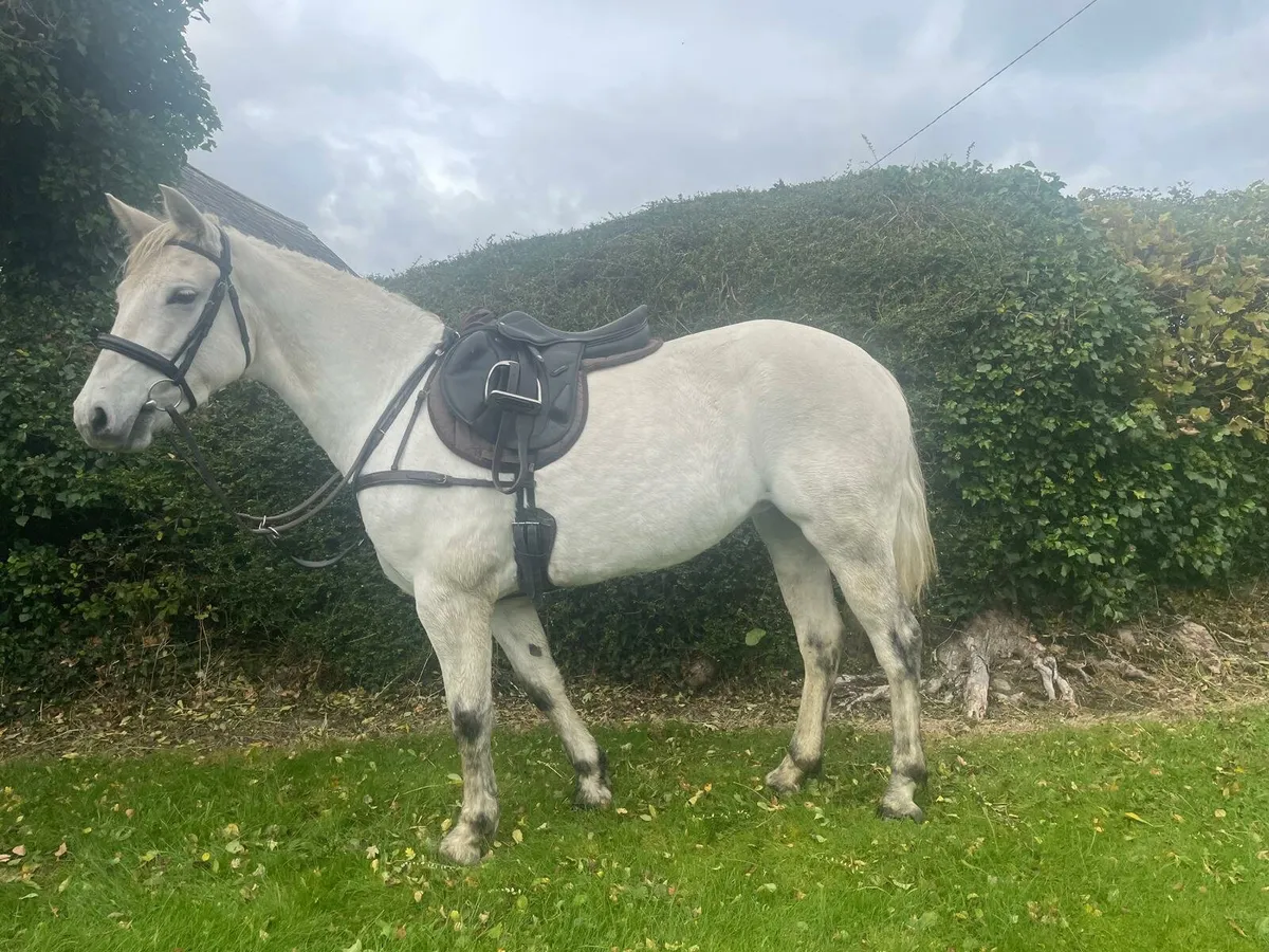 Connemara 4yr Filly - Image 1