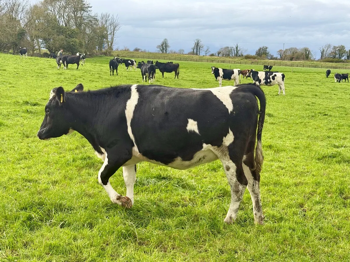 🔶 10 Top Quality Incalf Heifers 🔶 - Image 1