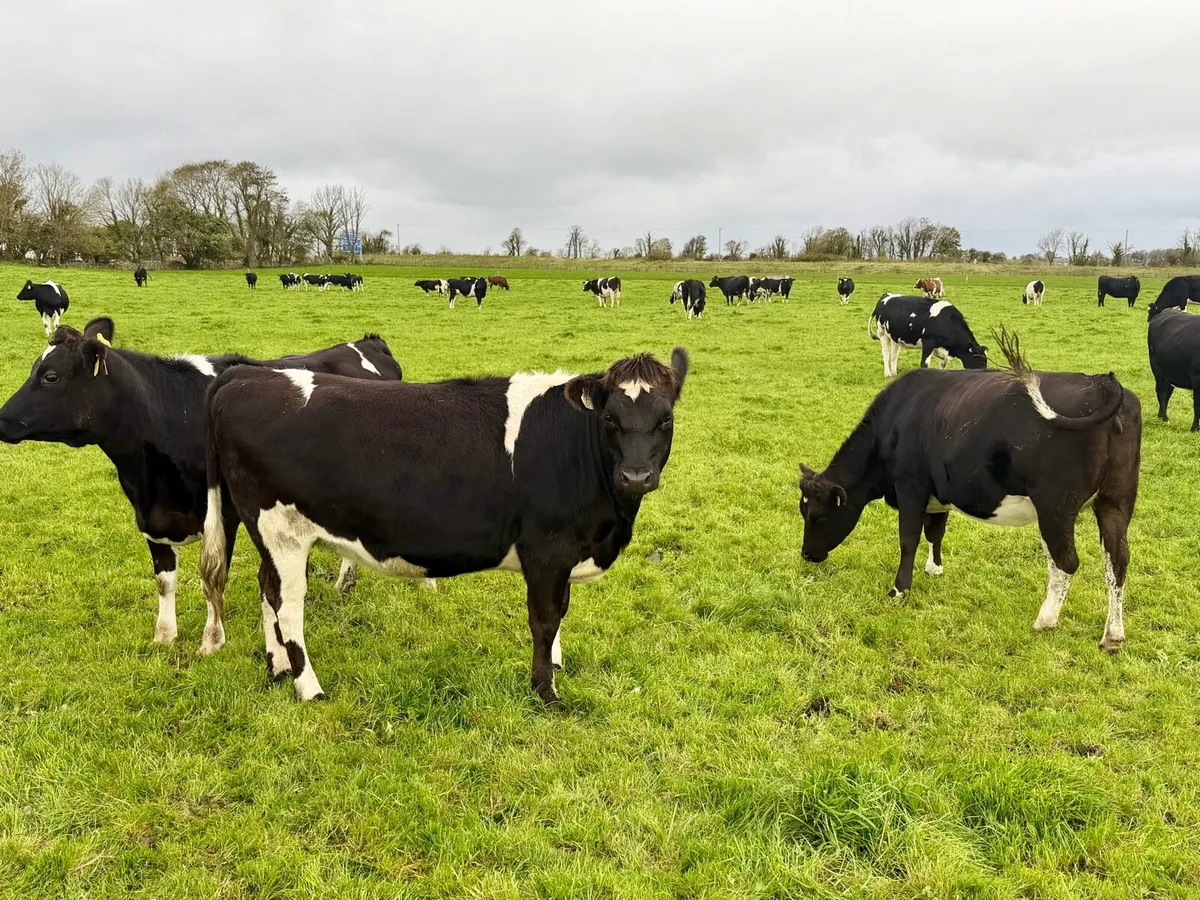 🔶 10 Top Quality Incalf Heifers 🔶 - Image 2