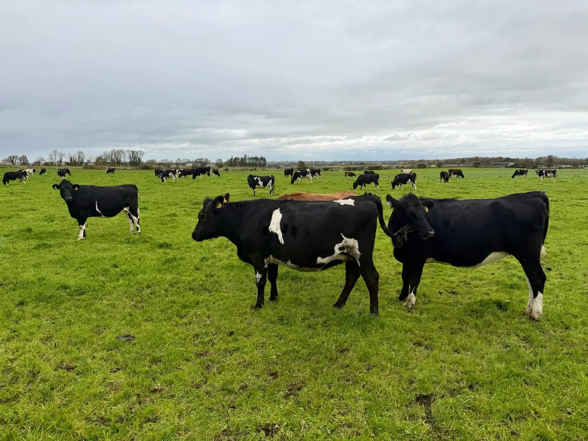 🔶 10 Top Quality Incalf Heifers 🔶 - Image 3