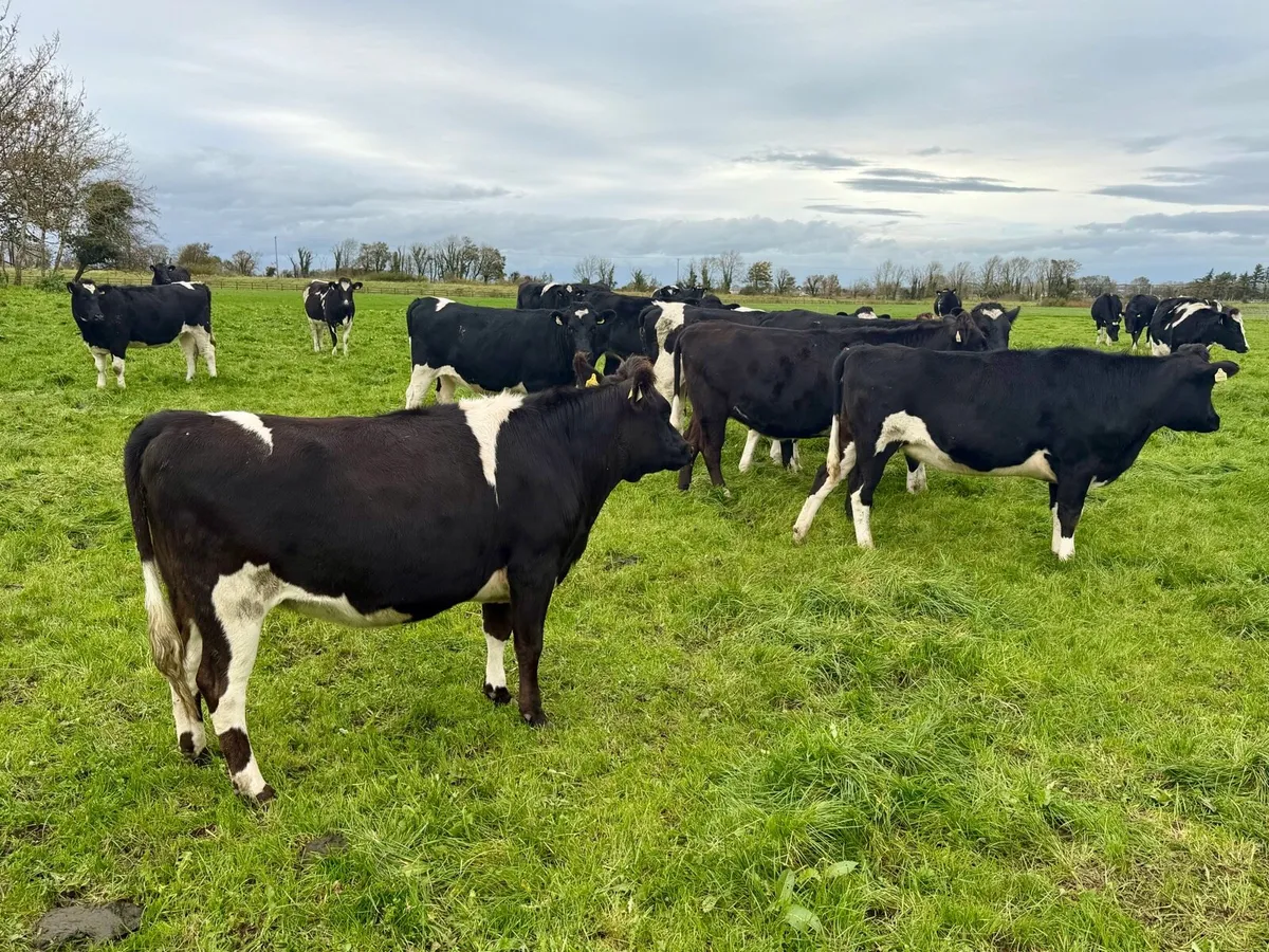 🔶 10 Top Quality Incalf Heifers 🔶 - Image 4