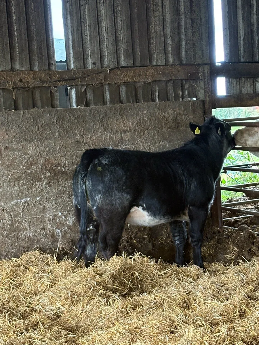 Heifer for sale in tullamore tonight 6/10/25 - Image 1