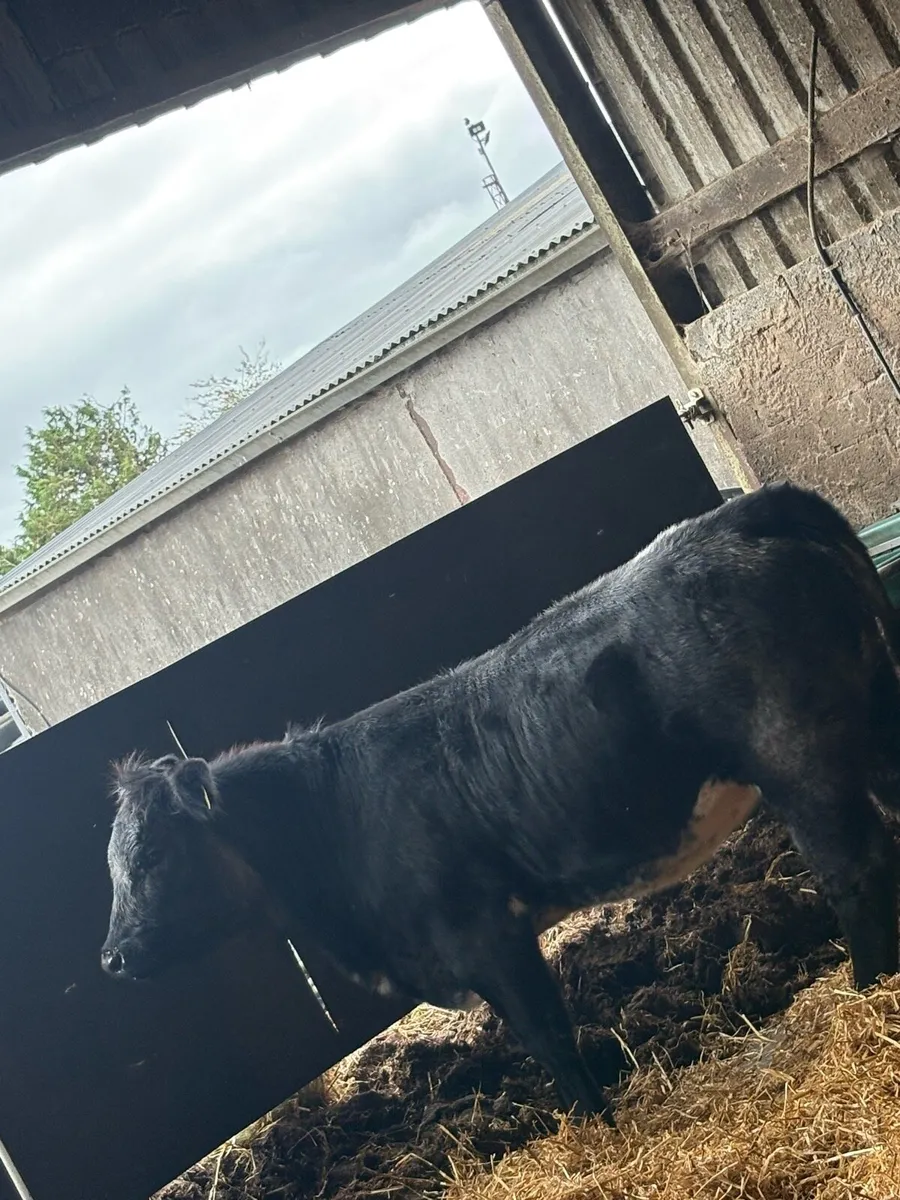 Heifer for sale in tullamore tonight 6/10/25 - Image 2