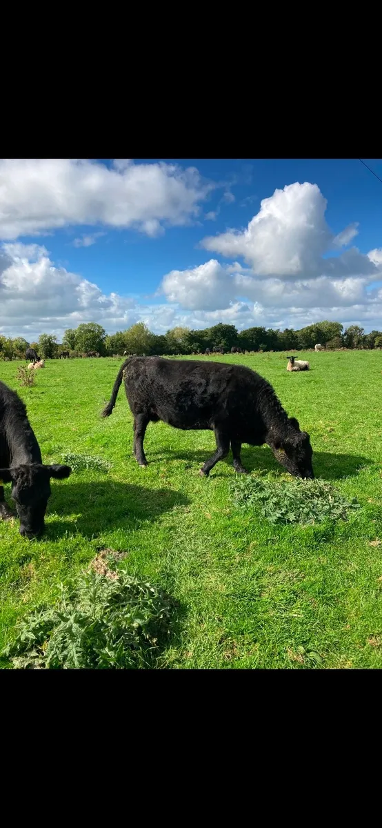 Incalf Dexter heifers - Image 1