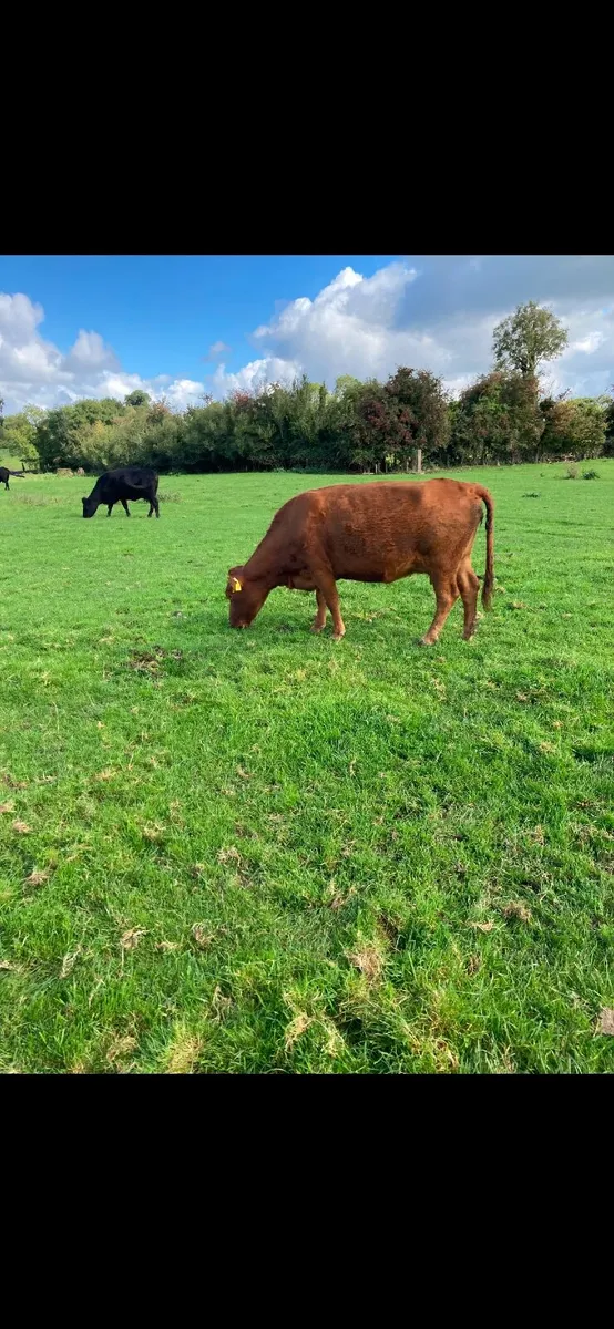 Incalf Dexter heifers - Image 2