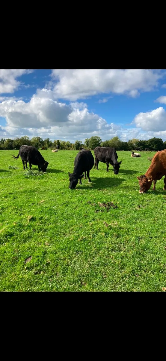 Incalf Dexter heifers - Image 3