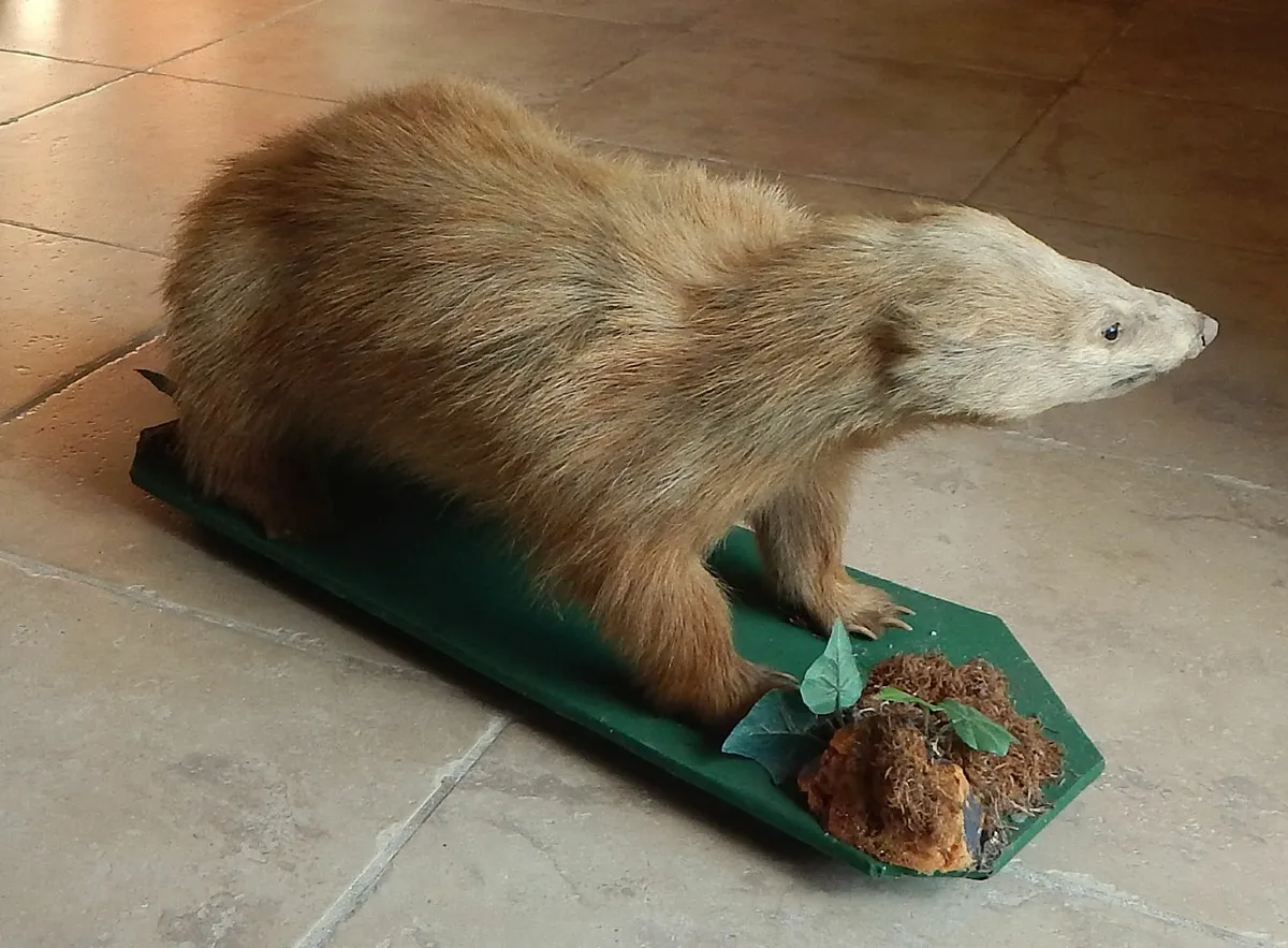 Vintage Taxidermy of a Badger on Wood Base - Image 3