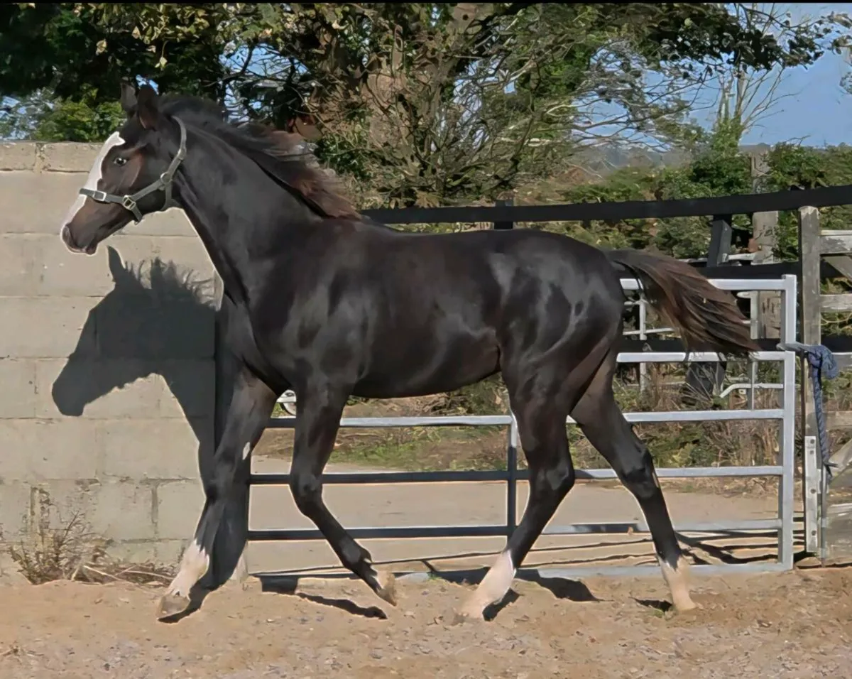 Goresbridge foal sale sat 11th - Image 1