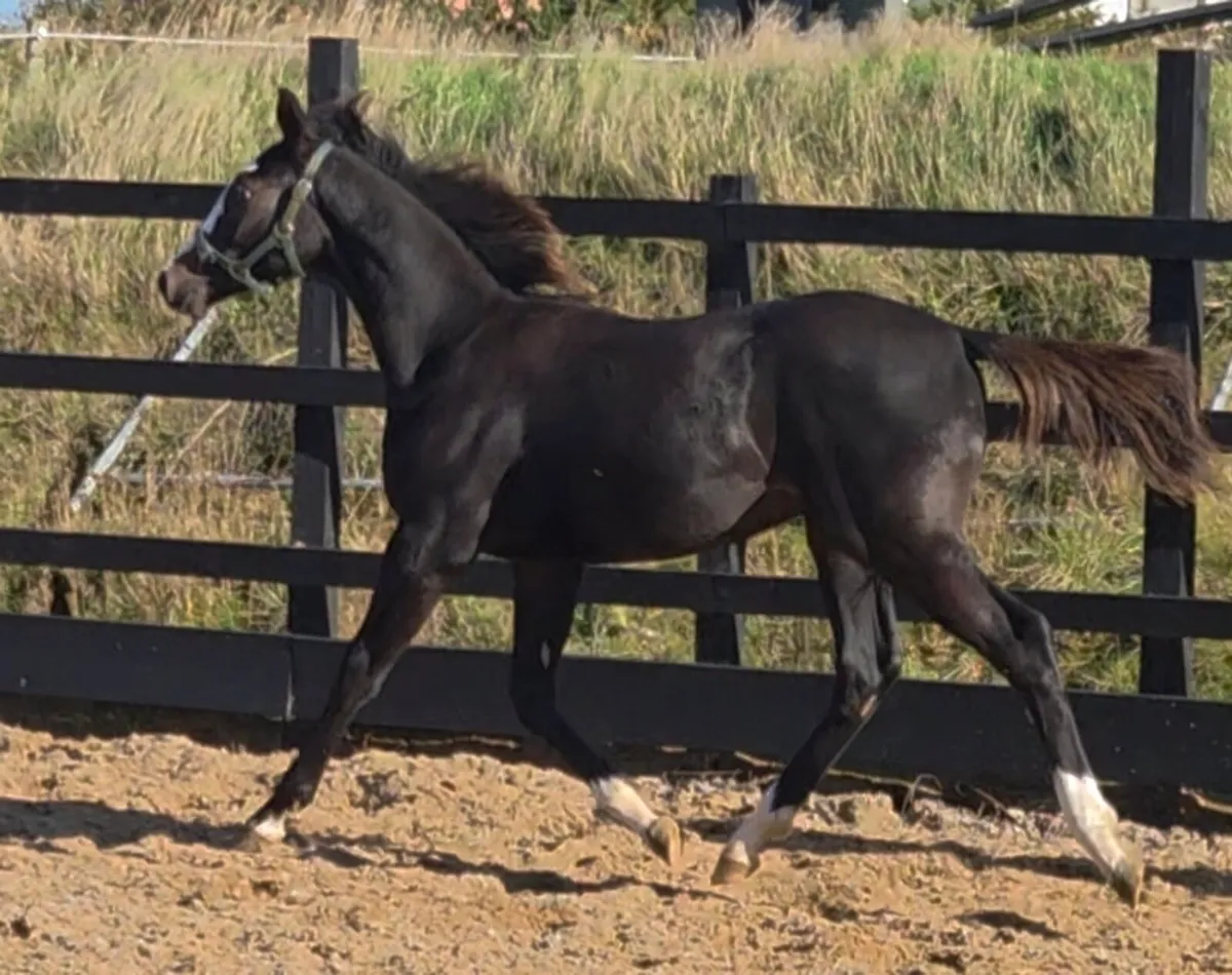 Goresbridge foal sale sat 11th - Image 2
