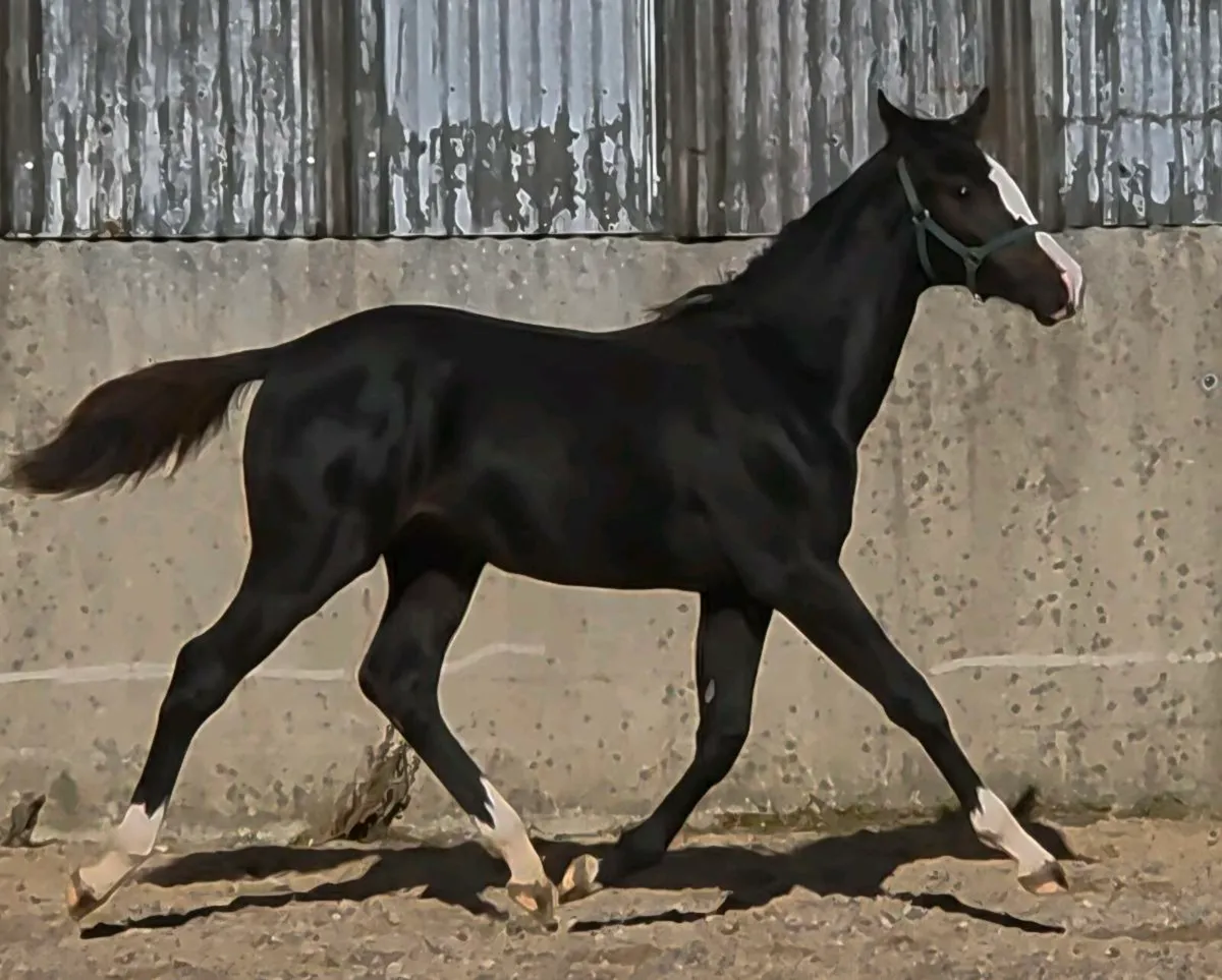 Goresbridge foal sale sat 11th - Image 3