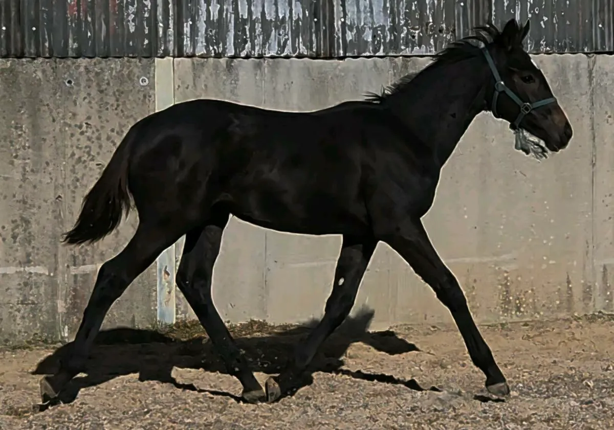 Goresbridge foal sale sat 11th - Image 4