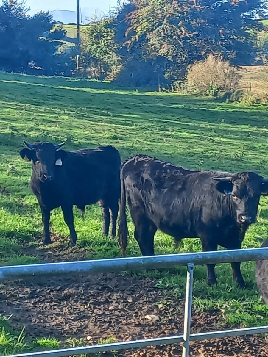 Organic Dexter Bullocks - Image 1