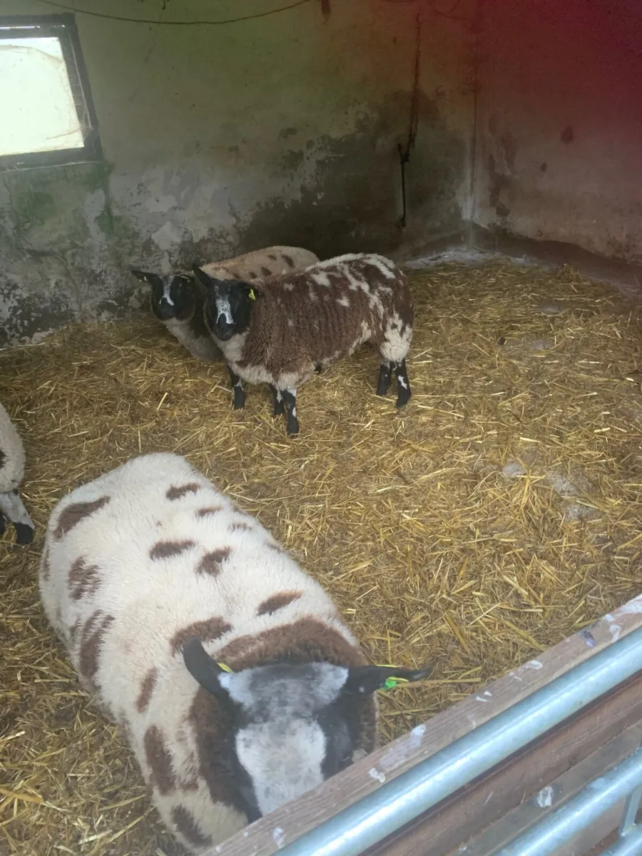 PBR Spotted Dutch ewe lambs - Image 1