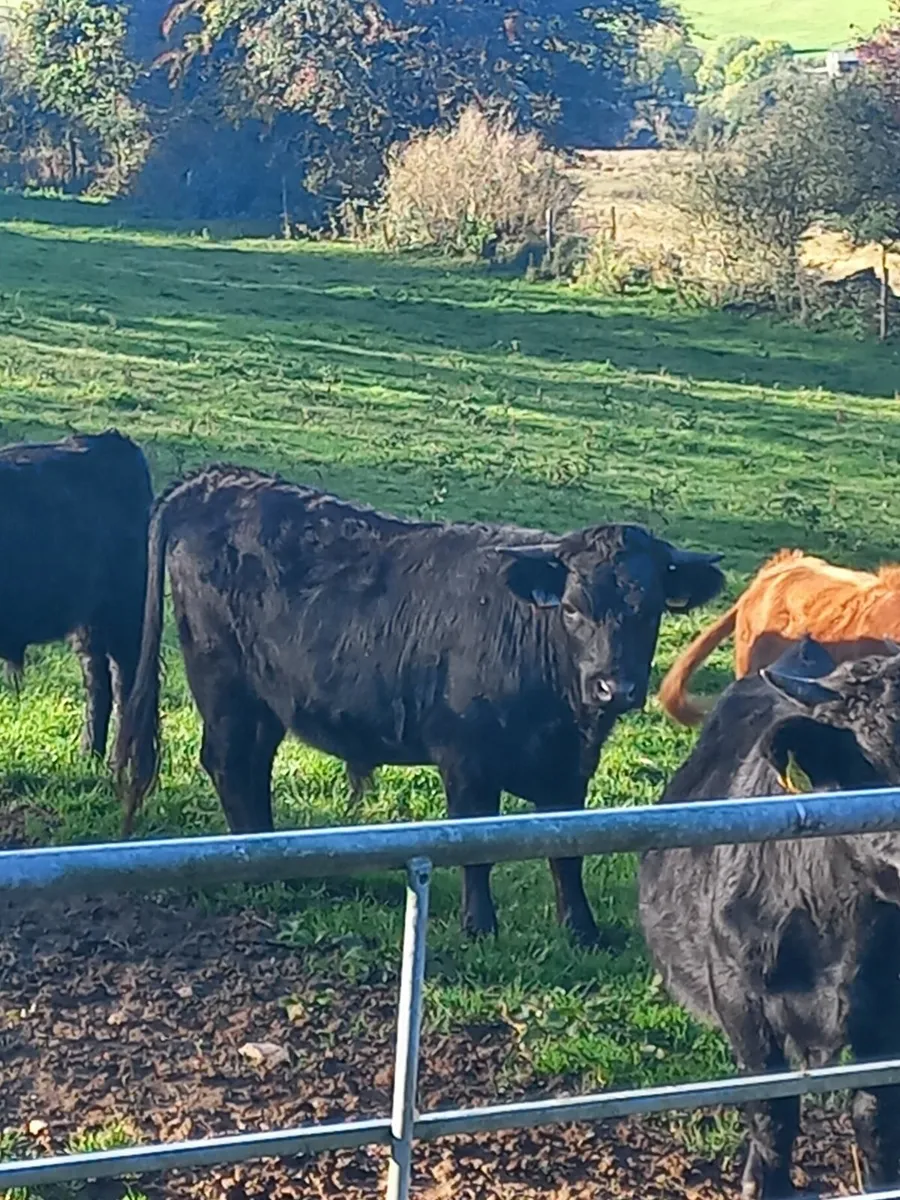 Organic Dexter Bullocks - Image 2
