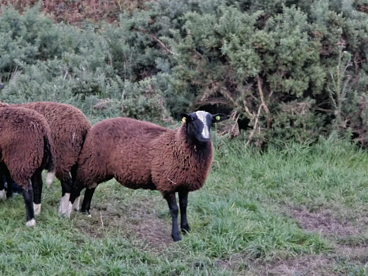 SIS Zwartble Ram Lambs 2025 - Image 2