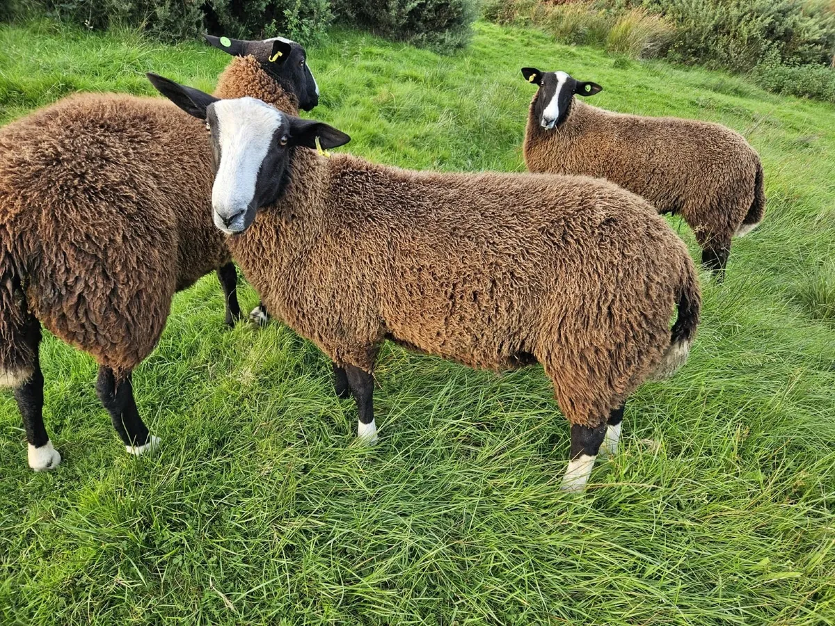 SIS Zwartble Ram Lambs 2025 - Image 3