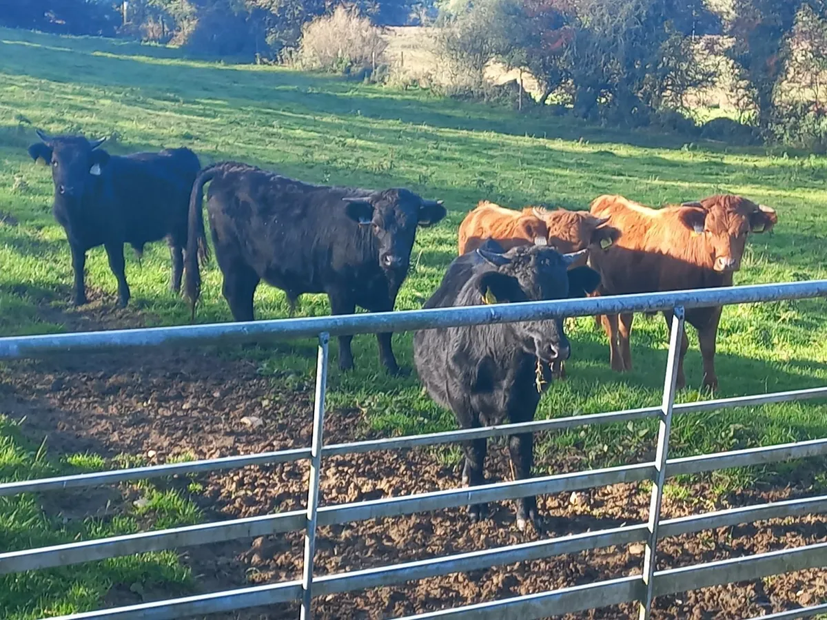 Organic Dexter Bullocks - Image 3
