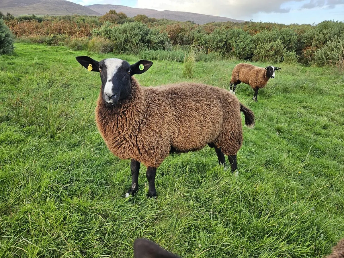 SIS Zwartble Ram Lambs 2025 - Image 1