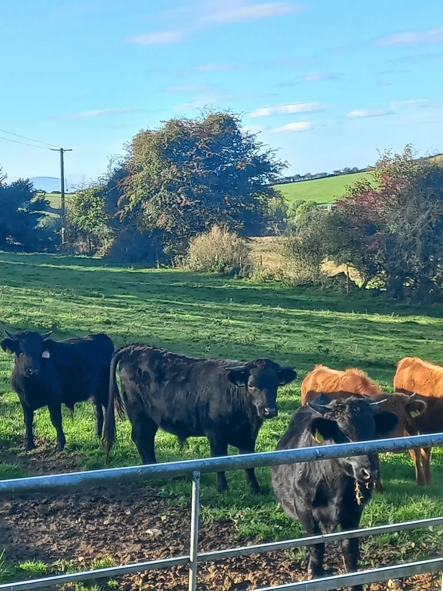Organic Dexter Bullocks - Image 4