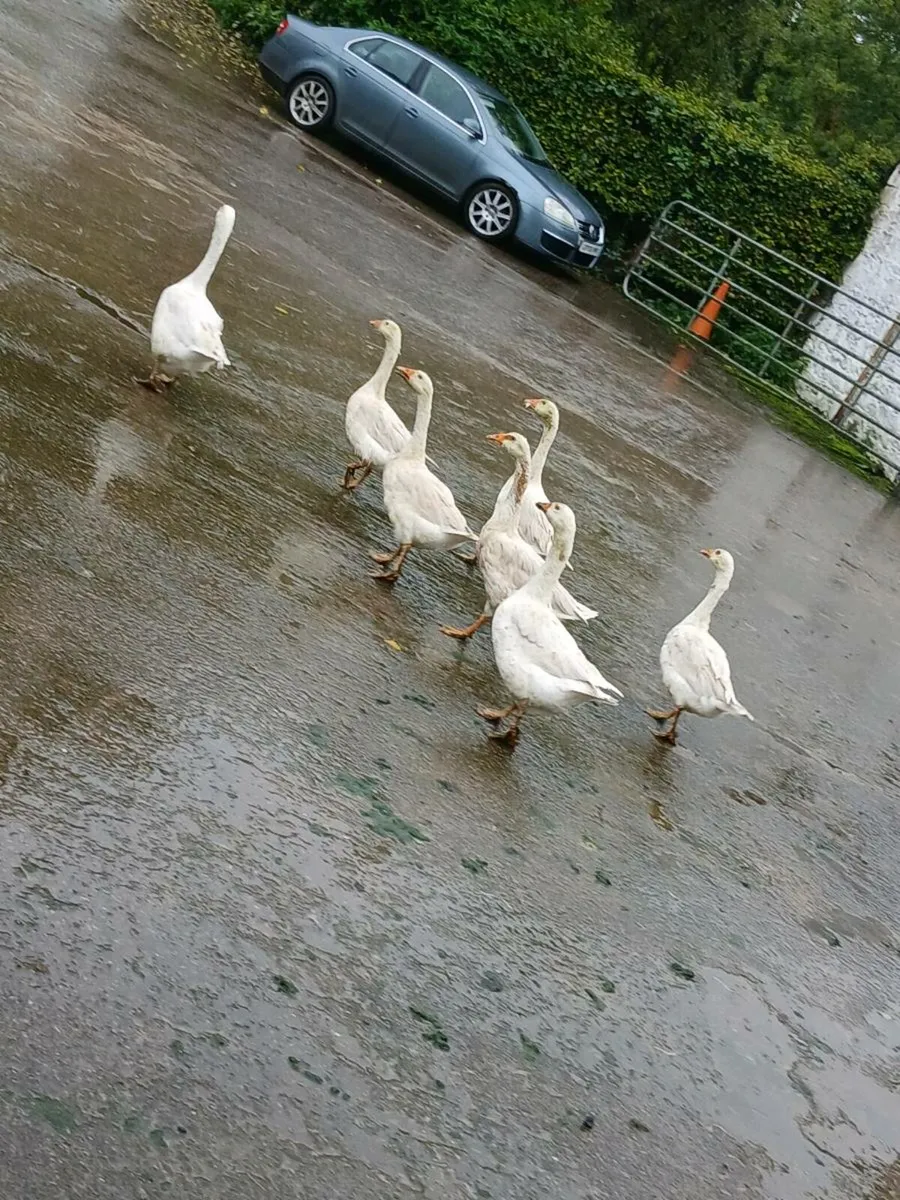 Ducks and geese - Image 1