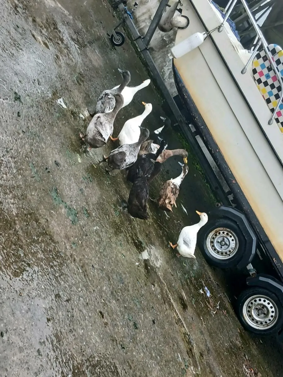 Ducks and geese - Image 2