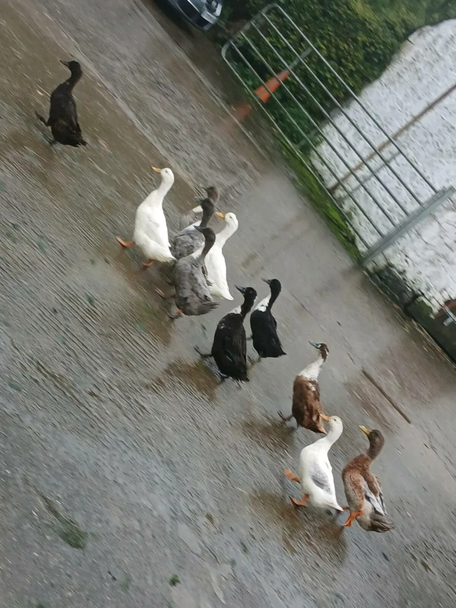 Ducks and geese - Image 3