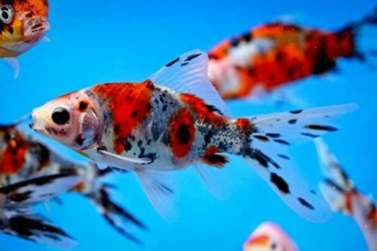 shubunkins / pond / aquarium  fish 4 to 6 inch's - Image 1