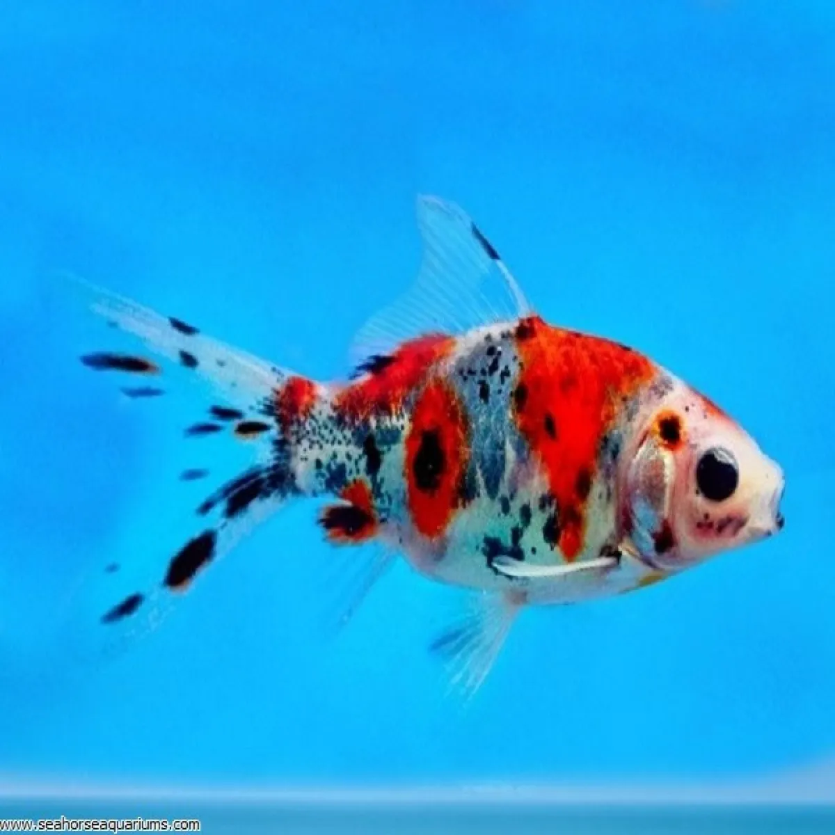 shubunkins / pond / aquarium  fish 4 to 6 inch's - Image 2
