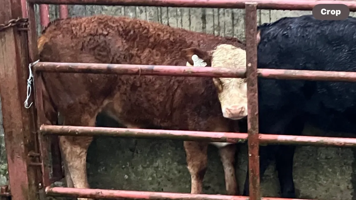 Weanling - Image 1