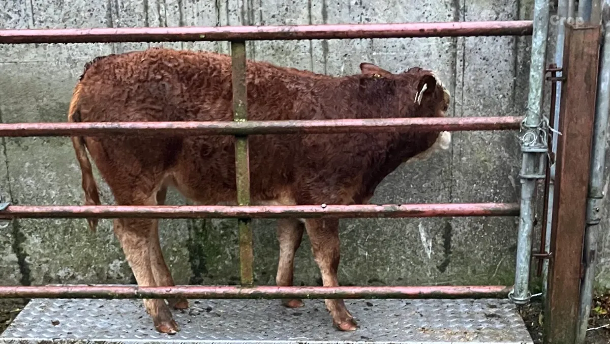 Weanling - Image 2