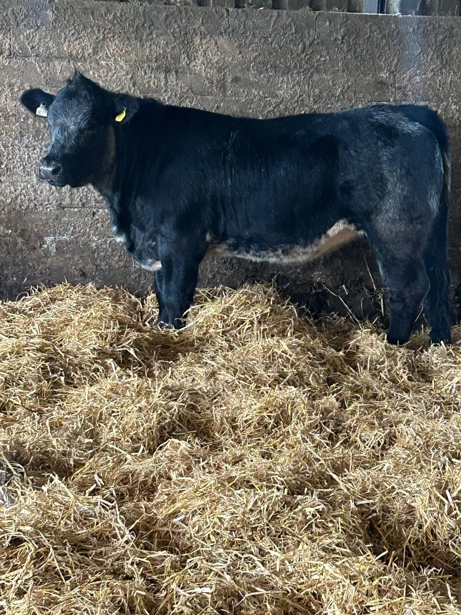 Heifer for sale in tullamore tonight 6/10/25 - Image 3